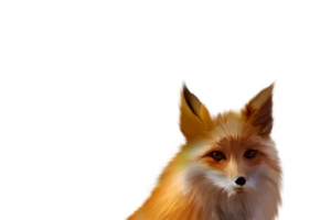 狐狸红色狐狸