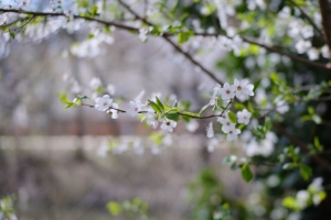 樱桃 花 树枝 树叶 春天 宏观 4k壁纸 3840x2160