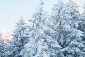 冬季树木雪景H5背景