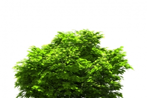 【png】素材、大树，灌木。_png吧_