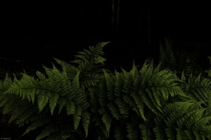 蕨类植物 树叶 树枝 绿色 深色 4k壁纸 3840x2160