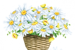 白菊花