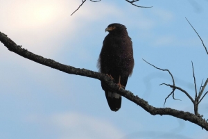 鸟类 捕食者 树枝 天空 4k壁纸 3840x2160