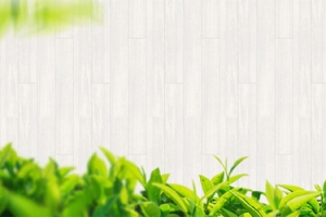 5月春茶节扁平绿色茶叶banner