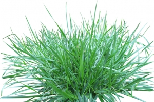一堆绿色的小草