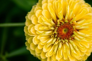 百日草 花瓣 黄色 花 植物 宏观 4k壁纸 3840x2160