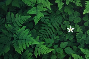 三叶草小白花蕨类植物护眼4K风景高清壁纸3440x1440免费下载