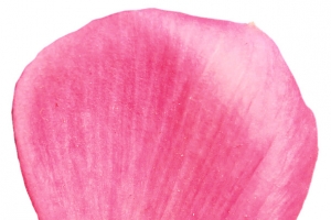 心形花瓣透明花瓣素材
