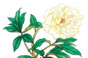 药材