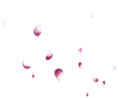 紫红花瓣漂浮装饰