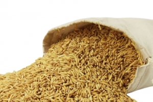 稻子稻谷丰收高清PNG透明图及PSD设计素材免费下载