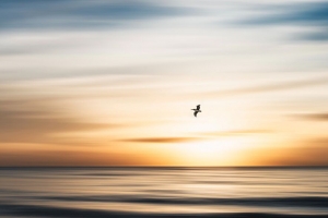 鸟 飞行 海洋 水 极简主义 4k壁纸 3840x2160