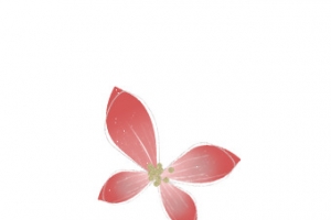 粉色四瓣花素材