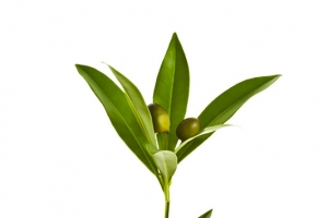 新鲜橄榄枝高清PNG透明植物装饰素材免费下载
