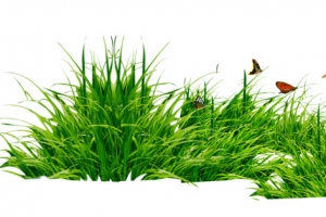 草丛与蝴蝶高清PNG透明免扣设计素材免费下载