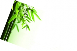 绿色竹子端午节高清PNG透明图片设计素材免费下载