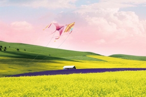 大气油菜花景色风筝唯美banner