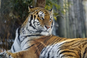 老虎 姿势 捕食者 大猫 动物 4k壁纸 3840x2160
