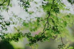 树枝 树叶 绿色 树 阿拉伯胶 4k壁纸 3840x2160