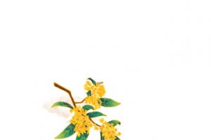 手绘花朵花朵装饰元素树枝桂花