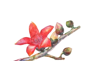 油画红色木棉花