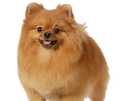 狗狗