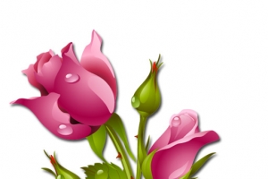 玫瑰粉色花手绘