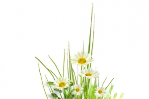 花草  花  绿植 雏菊