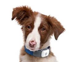 小狗动物犬小狗狗素材