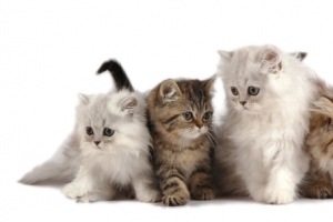四个小猫