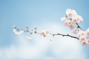 梅花 春天 简约 6K壁纸
