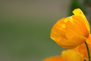 罂粟花 花瓣 花 黄色 4k壁纸 3840x2160