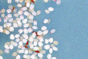 和风樱花花瓣蓝色背景