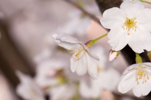 苹果树 花朵 花瓣 树枝 春天 宏观 4k壁纸 3840x2160