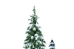 雪中的圣诞树