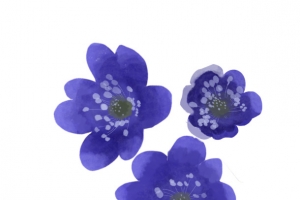 苏菀自绘蓝花