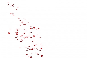 海报设计植物漂浮花瓣