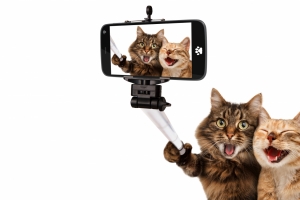 猫,聪明的猫,自拍的可爱照片 6K壁纸