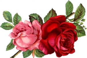 玫瑰花