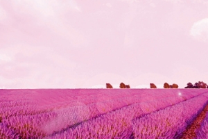薰衣草背景