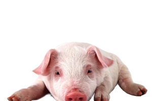 猪高清PNG透明图片-动植物动物设计素材免费下载