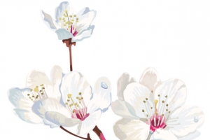 白色栀子花