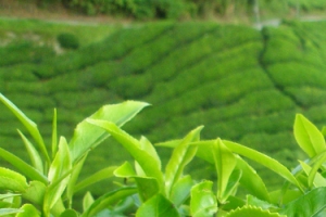 茶园背景