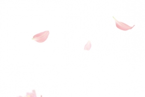 粉色花瓣元素