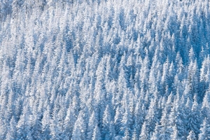 森林 雪 冬天 树木 自然 鸟瞰 4k壁纸 3840x2160
