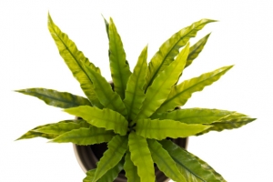 盆栽绿色植物