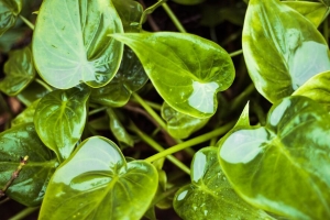 树叶 潮湿 水 植物 绿色 4k壁纸 3840x2160
