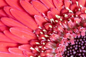 花瓣 花粉 花 粉红色 宏观 4k壁纸 3840x2160