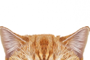 英国短毛猫