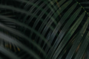叶子 棕榈树 植物 绿色 4k壁纸 3840x2160